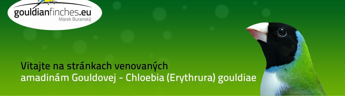 Amadina Gouldovej, Chloebia gouldiae - história genetiky
