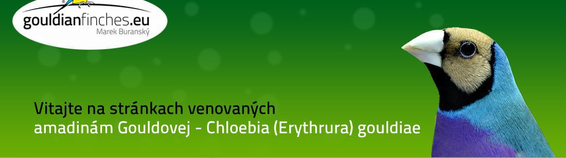 Amadina Gouldovej, Chloebia gouldiae, gouldianfinches.eu - recesívna dedičnosť