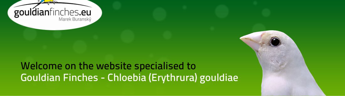 Gouldian finch, Chloebia (Erythrura) gouldiae - finch forum