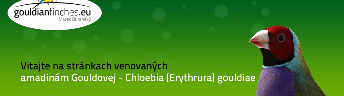 Amadina Gouldovej, Chloebia gouldiae, gouldianfinches.eu - pigmenty peria