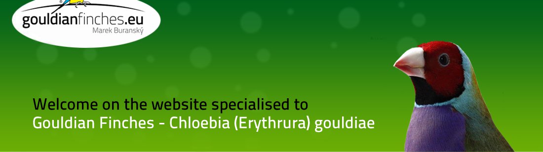 Gouldian finch, Chloebia (Erythrura)gouldiae, Gouldian genetic forecaster - gouldianfinches.eu