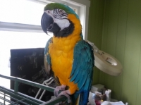 Dostupný Ara Ararauna papoušci
