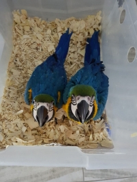 Hand Reared Beautiful Baby Blue And Gold Macaw