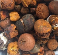 Buy cow Gallstone