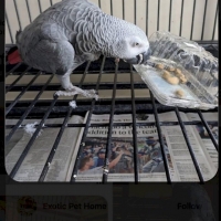 Congo Red Tail African Grey Parrots for sale 