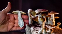 Kúpte si Shroom Jedličky online