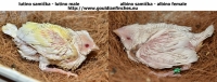 Prvý odchov albino samičky