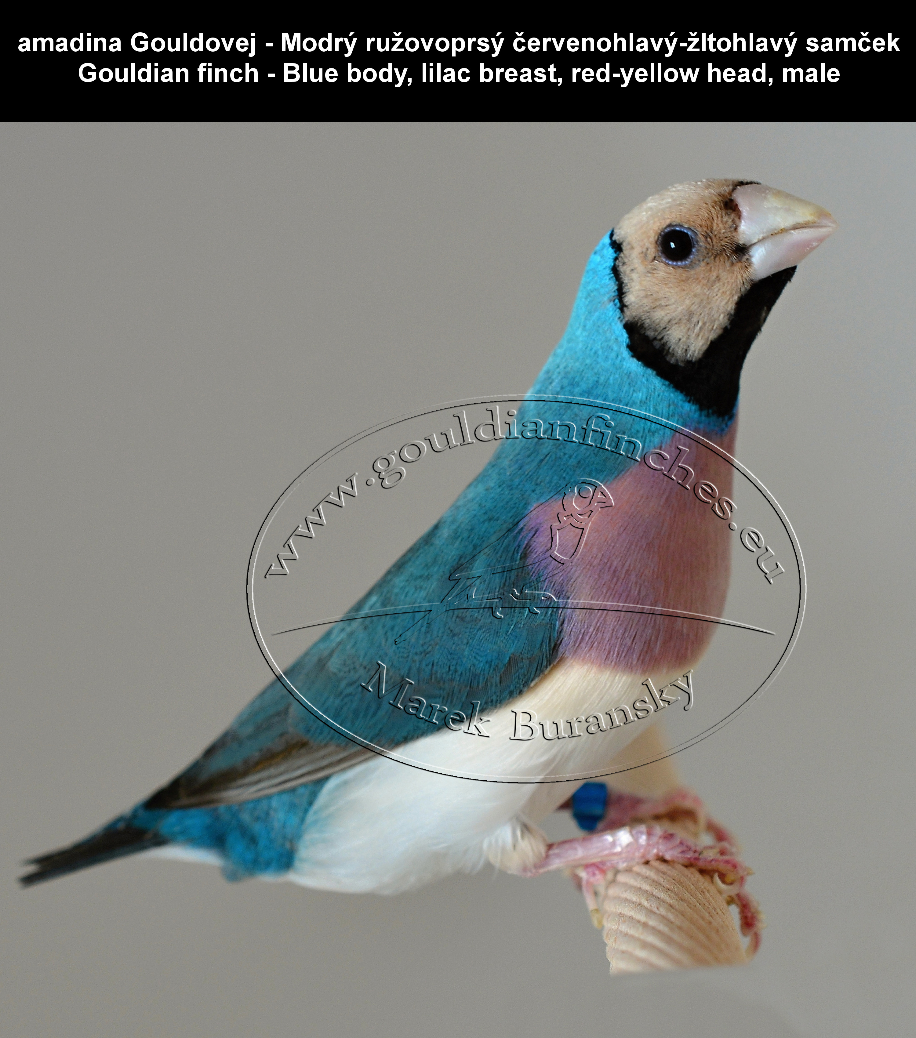 Gouldian finch photo gallery - gouldianfinches.eu
