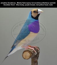 amadina Gouldovej - Modrý fialovoprsý červenohlavý-žltohlavý samček Gouldian finch - Blue body, purple breast, red-yellow head, male
