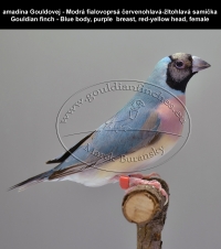amadina Gouldovej modrá mutácia,   Gouldian finch blue mutations