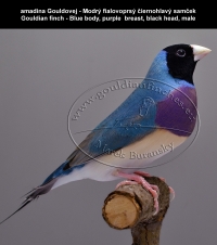 amadina Gouldovej modrá mutácia,   Gouldian finch blue mutations