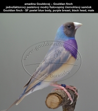 amadina Gouldovej pastelová modrá mutácia,   Gouldian finch pastel blue mutations