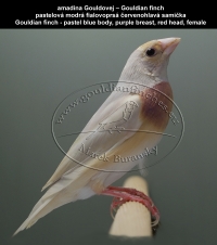 amadina Gouldovej pastelová modrá mutácia,   Gouldian finch pastel blue mutations