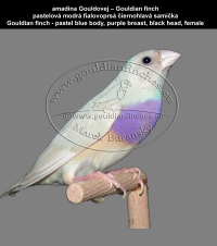 amadina Gouldovej pastelová modrá mutácia,   Gouldian finch pastel blue mutations