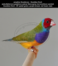 amadina Gouldovej – Gouldian finch  jednofaktorový pastelový zelený fialovoprsý červenohlavý samček Gouldian finch - SF pastel green body, purple breast, red head, male