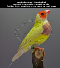 amadina Gouldovej pastelová zelená a pastelová mutácia,  Gouldian finch SF pastel green and pastel mutations
