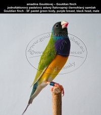 amadina Gouldovej – Gouldian finch  jednofaktorový pastelový zelený fialovoprsý čiernohlavý samček Gouldian finch - SF pastel green body, purple breast, black head, male