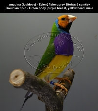 amadina Gouldovej zelené vtáky,  Gouldian finch green body birds