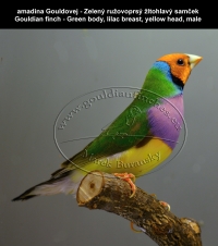 amadina Gouldovej zelené vtáky,  Gouldian finch green body birds