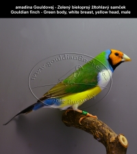 amadina Gouldovej - Zelený bieloprsý žltohlavý samček Gouldian finch - Green body, white breast, yellow head, male