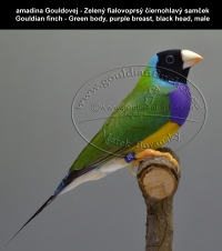 amadina Gouldovej zelené vtáky,  Gouldian finch green body birds