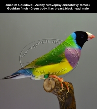 amadina Gouldovej - Zelený ružovoprsý čiernohlavý samček Gouldian finch - Green body, lilac breast, black head, male