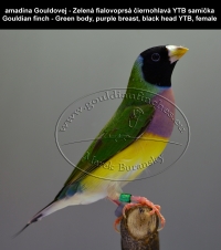 amadina Gouldovej zelené vtáky,  Gouldian finch green body birds