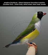 amadina Gouldovej zelené vtáky,  Gouldian finch green body birds