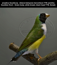 amadina Gouldovej - Zelená bieloprsá čiernohlavá YTB samička Gouldian finch - Green body, white breast, black head YTB, female