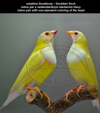 amadina Gouldovej lutino a albino mutácie - Gouldian finch lutino and albino mutations