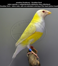 amadina Gouldovej lutino a albino mutácie - Gouldian finch lutino and albino mutations