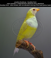 amadina Gouldovej lutino a albino mutácie - Gouldian finch lutino and albino mutations