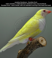 amadina Gouldovej lutino a albino mutácie - Gouldian finch lutino and albino mutations