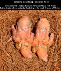 amadina Gouldovej lutino mláďatá vo veku 11 dní - Gouldian Finch lutino chicks aged 11 days