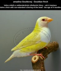 amadina Gouldovej lutino ml amadina Gouldovej lutino mláďa vo veku 4 mesiace  - Gouldian Finch lutino chick aged 4 months