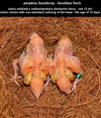 amadina Gouldovej lutino mláďatá vo veku 12 dní - Gouldian Finch lutino chicks aged 12 days