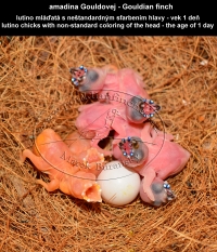amadina Gouldovej lutino mláďatá vo veku 1 deň - Gouldian Finch lutino chicks aged 1 day