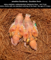 amadina Gouldovej lutino mláďatá vo veku 13 dní - Gouldian Finch lutino chicks aged 13 days