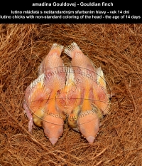 amadina Gouldovej lutino mláďatá vo veku 14 dní - Gouldian Finch lutino chicks aged 14 days