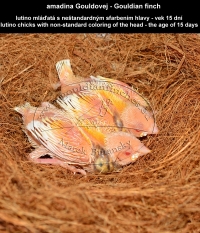 amadina Gouldovej lutino mláďatá vo veku 15 dní - Gouldian Finch lutino chicks aged 15 days