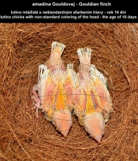 amadina Gouldovej lutino mláďatá vo veku 16 dní - Gouldian Finch lutino chicks aged 16 days