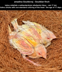 amadina Gouldovej lutino mláďatá vo veku 17 dní - Gouldian Finch lutino chicks aged 17 days