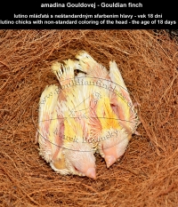 amadina Gouldovej lutino mláďatá vo veku 18 dní - Gouldian Finch lutino chicks aged 18 days
