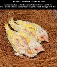 amadina Gouldovej lutino mláďatá vo veku 19 dní - Gouldian Finch lutino chicks aged 19 days