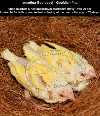 amadina Gouldovej lutino mláďatá vo veku 20 dní - Gouldian Finch lutino chicks aged 20 days