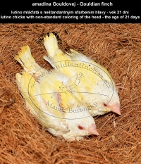 amadina Gouldovej lutino mláďatá vo veku 21 dní - Gouldian Finch lutino chicks aged 21 days