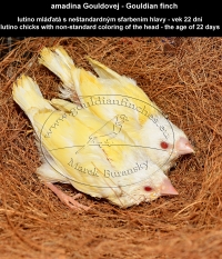 amadina Gouldovej lutino mláďatá vo veku 22 dní - Gouldian Finch lutino chicks aged 22 days