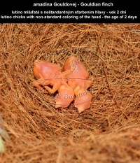 amadina Gouldovej lutino mláďatá vo veku 2 dni - Gouldian Finch lutino chicks aged 2 days