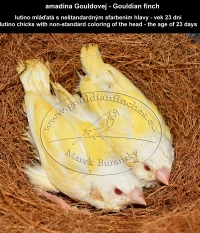 amadina Gouldovej lutino mláďatá vo veku 23 dní - Gouldian Finch lutino chicks aged 23 days