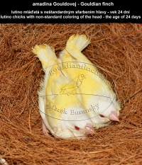 amadina Gouldovej lutino mláďatá vo veku 24 dní - Gouldian Finch lutino chicks aged 24 days